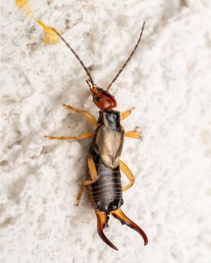 Help! My 8-year-old was bitten by this strange bug, and I’m really worried. My sister-in-law nearby has seen similar ones. Any idea what it is?
