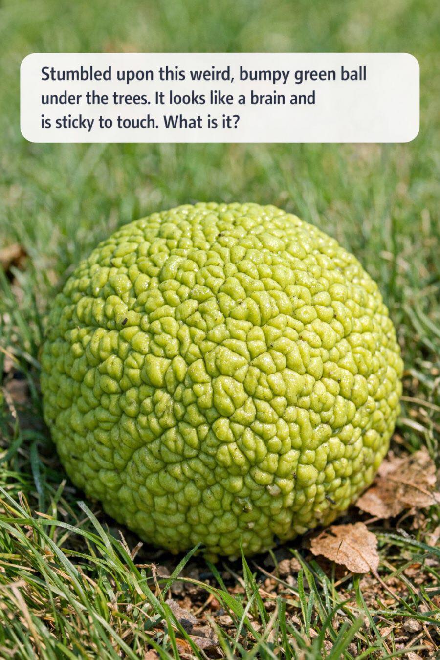 Found a Strange Brain-Like Green Ball Under a Tree? Here’s What It Actually Is”